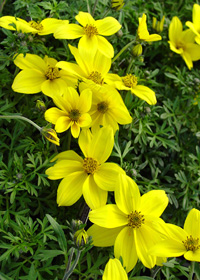 Bidens ferulifolia 'Namid Compact Yellow'